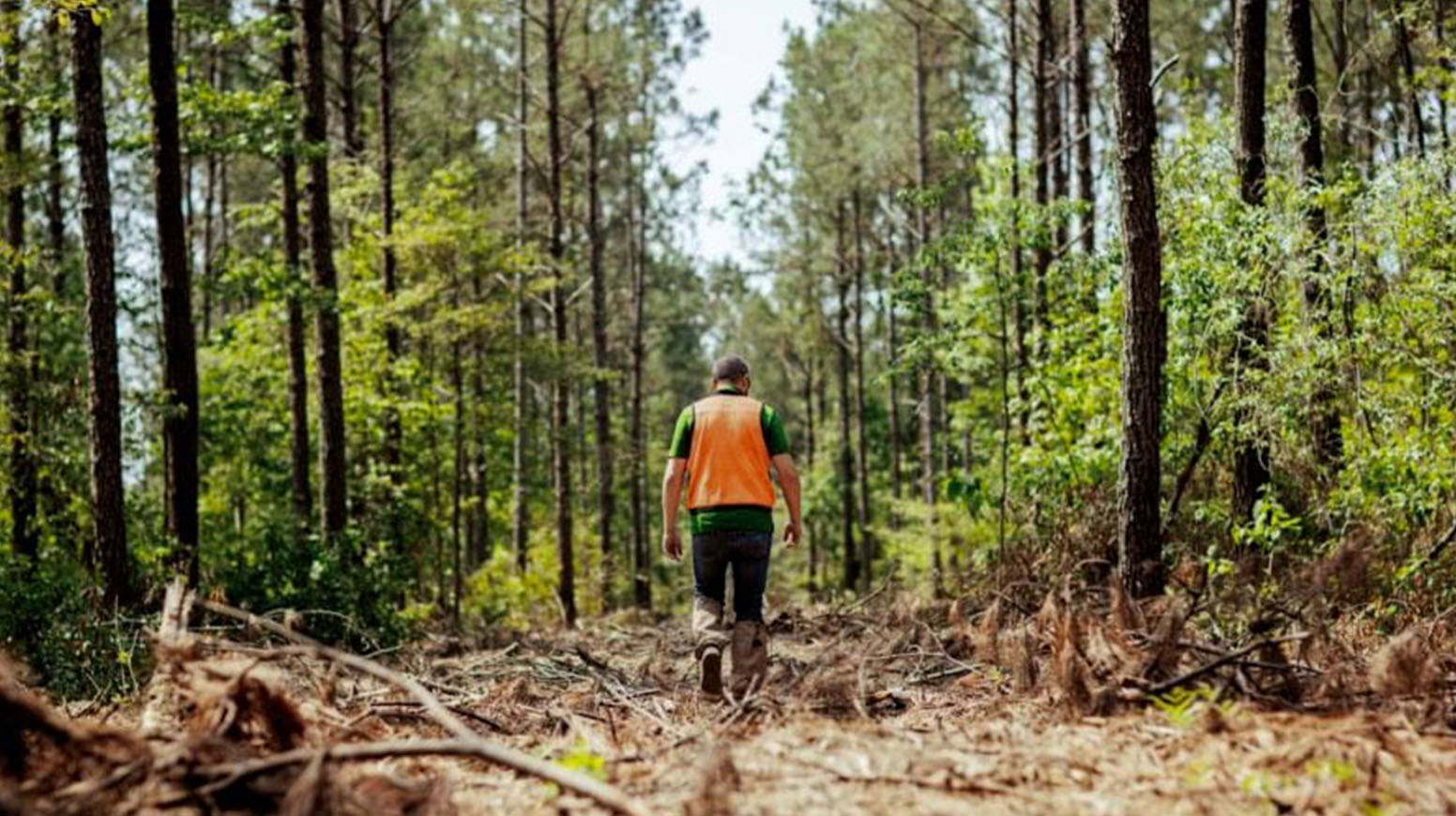 A forestry worker in a safety vest walks between two lines of trees